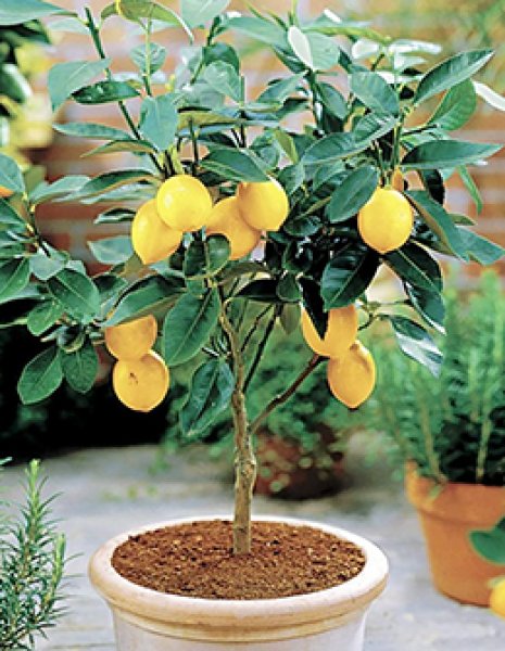 香酸柑橘 レモン 苗木